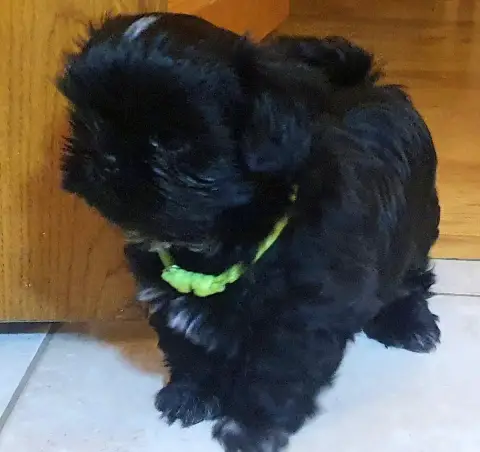Shih Tzu  Bagherra The Tresors By Lou