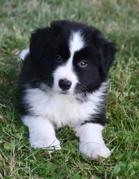 Border Collie 
                        Garçon 2 Of Pa 4cc89 photo 2