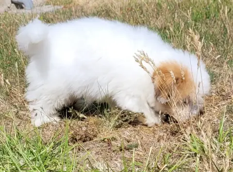 Coton De Tulear 
                        Baxter Des M 83e7d photo 3