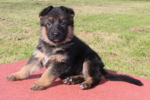 Berger Allemand  Chiot Ruban Vert Unatwo Des Seigneur 2ae43 photo 2