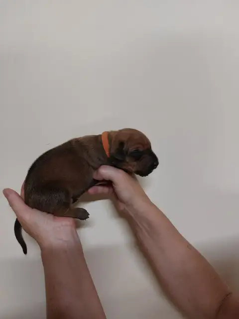 Rhodesian Ridgeback 
                        Collier  61366 photo 3