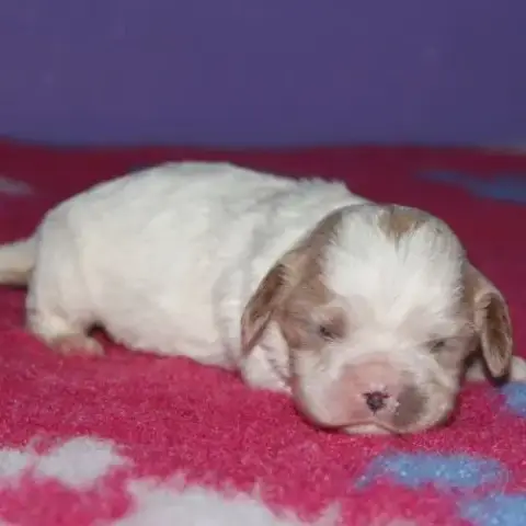 Magnifique Chiots Cavalier King Charles Lof