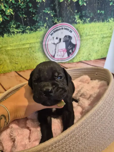 Cane Corso  Chiot N°6 Des Diamants Du Colisée Jcm photo 2