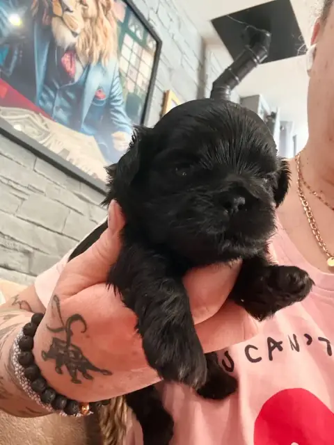 Shih Tzu  Chiot N°2 Des Canailles De Boubou