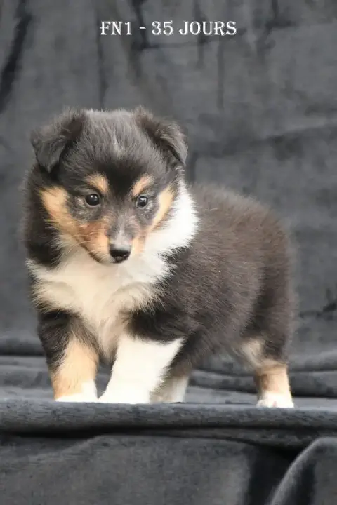 Shetland Sheepdog  Fn1 - photo 3