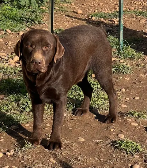 Labrador Retriever  Chocolat Du Clos Du Barrian photo 2