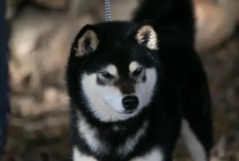 Shiba  Chiot 4 Du Bois De Compiègne photo 2