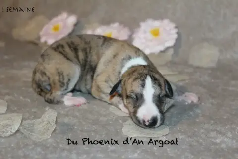 Whippet  Balini Du Phoenix D'An Argoat