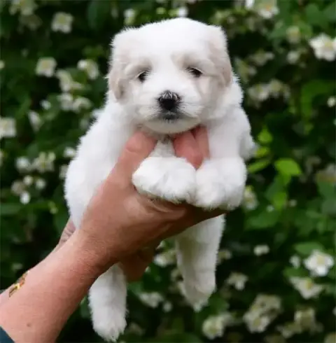 Coton De Tulear  Chiot N°3 De Dame Nature