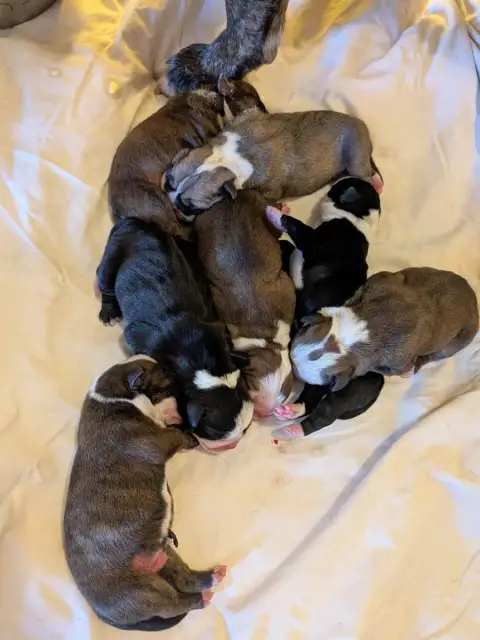 Bulldog Continental  Chiot 5 Du Paradis D'Eska