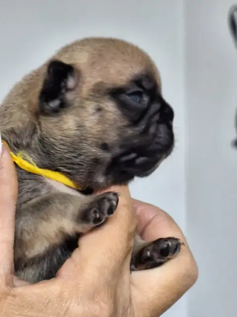 Bouledogue Français  Brooke Du Castelle Saint Claire 57c50