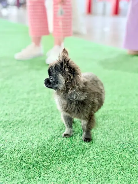 Chihuahua  A Héro Mushu ( Miniature ) Des Minis Bombe a5a64