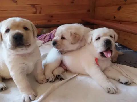 Labrador Retriever