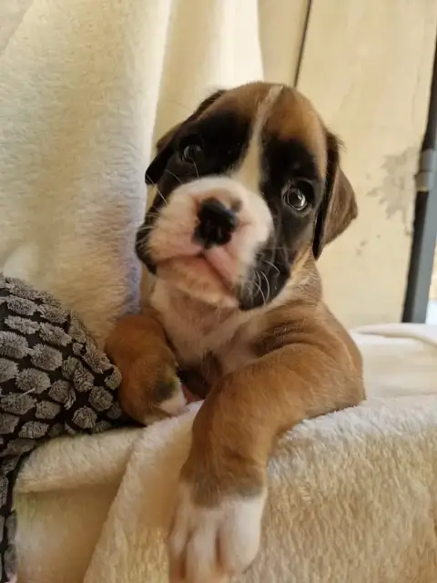 Boxer  Chiot N°6 De Yu Box