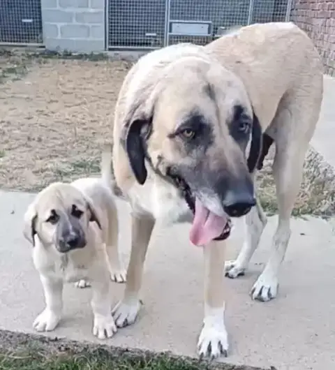 Berger Kangal  Bella-
