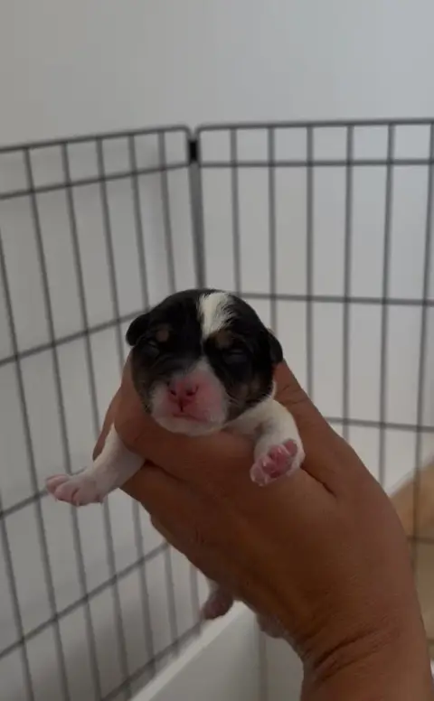 Jack Russell Terrier  Chiot 2 Du Bois De Compiègne