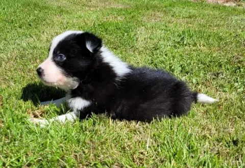 Border Collie photo 3
