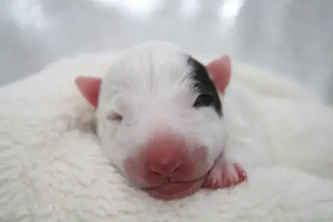 Bull Terrier Miniature  Chiot N°5 De L'Eternel De Gay 13da8 photo 2
