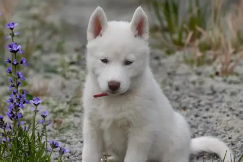 Siberian Husky  Boreas Hivana Siberian Southeast