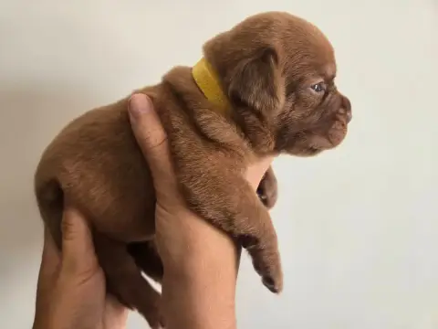 Dogue De Bordeaux 
                        Collier Ja 82ae6