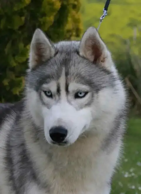 Siberian Husky  Chiot 4 Male Gris Corsicahusky