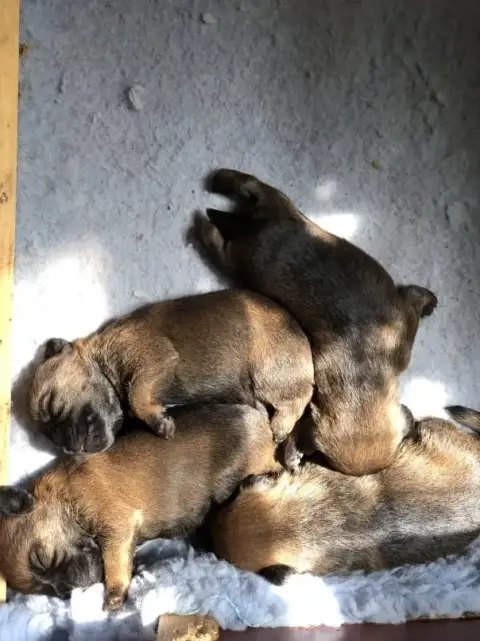 Border Terrier  1 Mâle Der Landerland