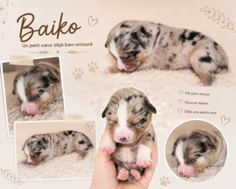 Berger Américain Miniature  Baiko Du Prestige Mini Be 962de