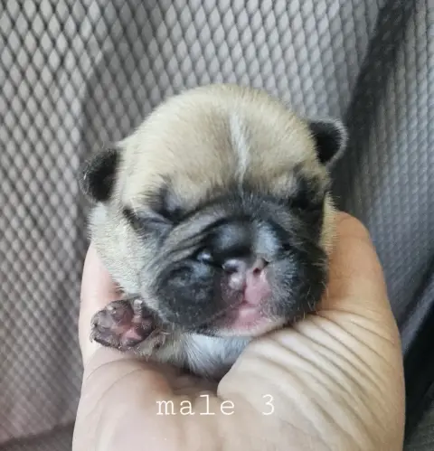 Bouledogue Français  Chiot 3