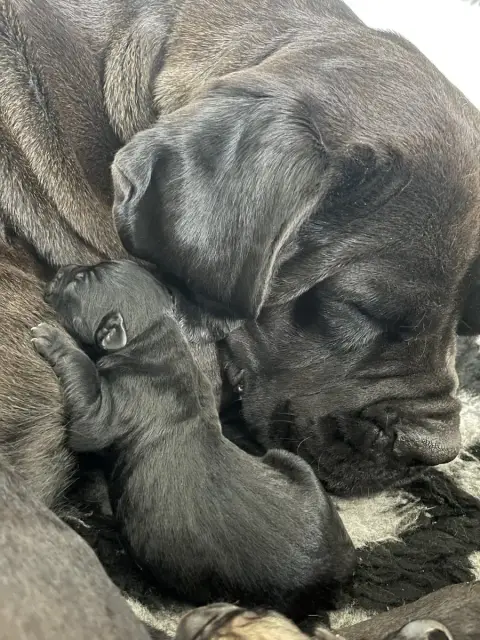 Cane Corso  Noir Du Domaine De La Voie Romaine