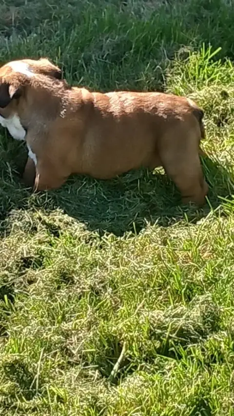 Bulldog Anglais  Chiot N°7 Stocky Family photo 2