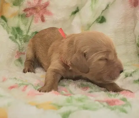 Cocker Spaniel Anglais  Bisou photo 2