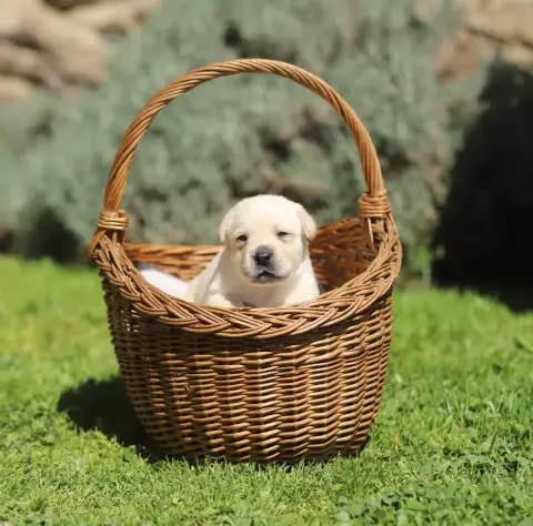 Labrador Retriever  Sans Collier (Clair) Du Bois De L ce5e2