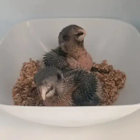 Caiques Tete Noire Elévés A Main