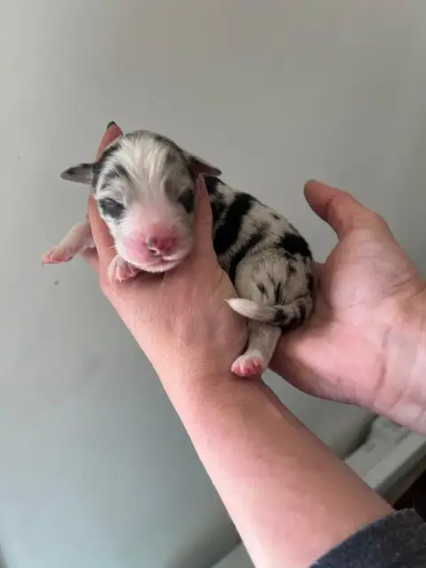 Berger Australien  Chiot 7 Des Ptits Bergers En Terre 730bf