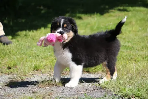 Berger Australien  Chiot N°3 De Windy'Stia