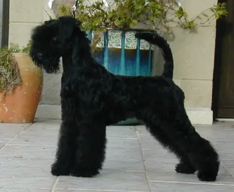 Kerry Blue Terrier  Bad Romance Des Hautes Terres D'A 89024 photo 3