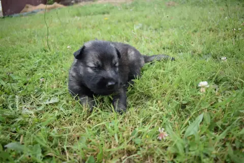 Berger Allemand Poil Long  Chiot N°8 Une Patte De Dia 17ba3 photo 2