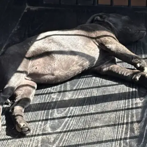 Staffie