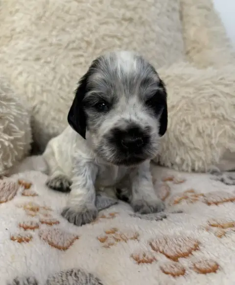 Cocker Spaniel Anglais  Chiot N°2 Des Moulins Etoilés 825dd