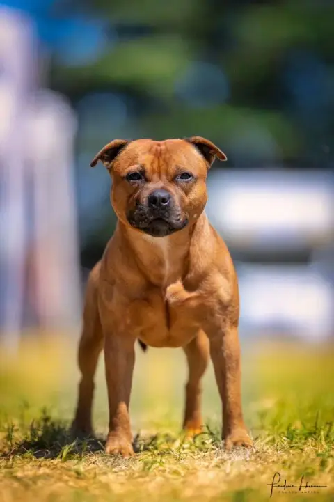 Staffordshire Bull Terrier  Chiot N°1 Of Secret'S Sou 742e0 photo 2