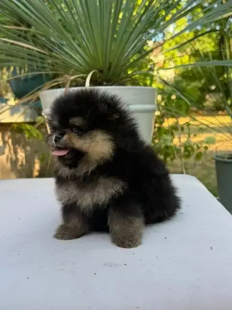 Spitz Allemand  Chiot N°2 photo 2