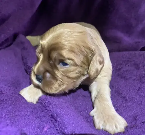 Cavalier King Charles Spaniel  B....À Choisir De L'Ar 36039