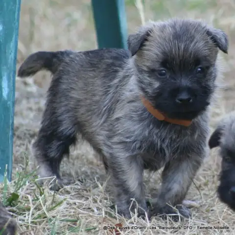 Cairn Terrier photo 3