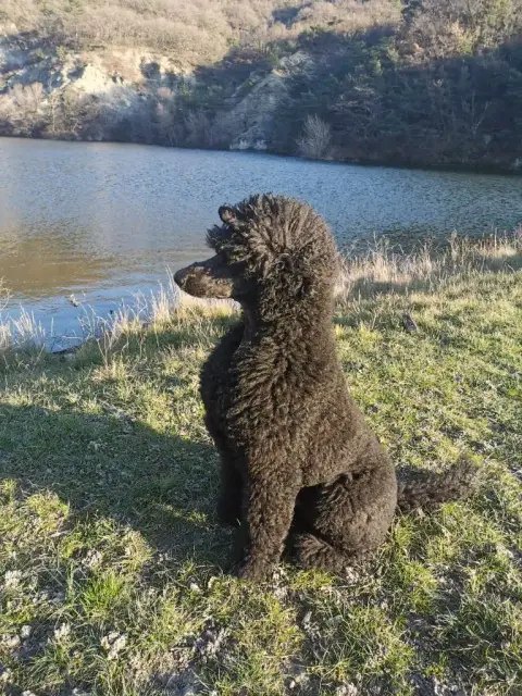 Caniche  Berlioz À L'Ombre Des Magnolias photo 2