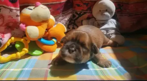 Lhassa Apso  Mâle Sable Des Fillots De Morphée