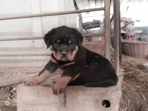 Rottweiler  Collier Noir Des Gardiens De Malorius