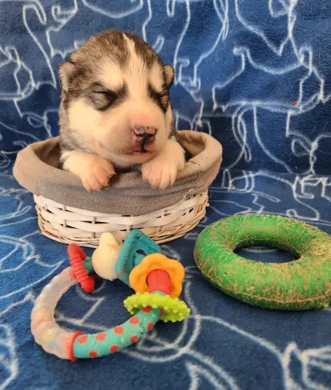 Alaskan Malamute