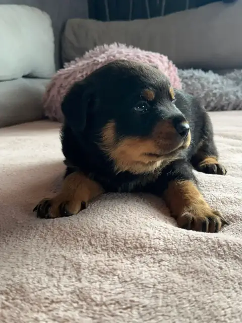Rottweiler  Vert Du Valhalla Des Anges Noirs photo 3