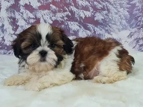 Shih Tzu  Aldo Du Mont De La Chenaie photo 2