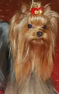 Yorkshire Terrier  Chiot 2 Du Puits Des Sortileges
